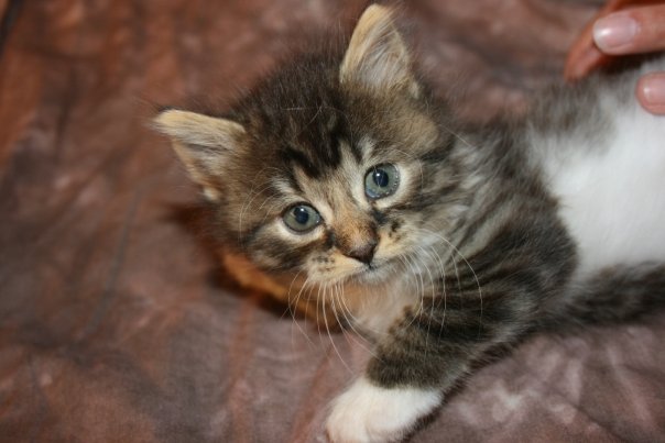 Insane Kitten