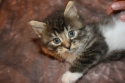 Kitten Thumbnail